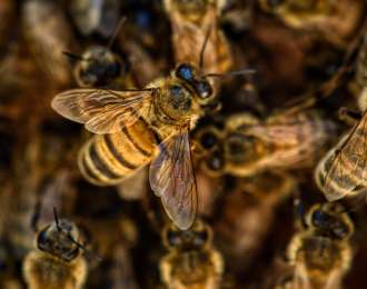 Zdjęcie aktualności Wielkopolski Urząd Marszałkowski przekazał 2 mln zł na pokarm dla pszczół